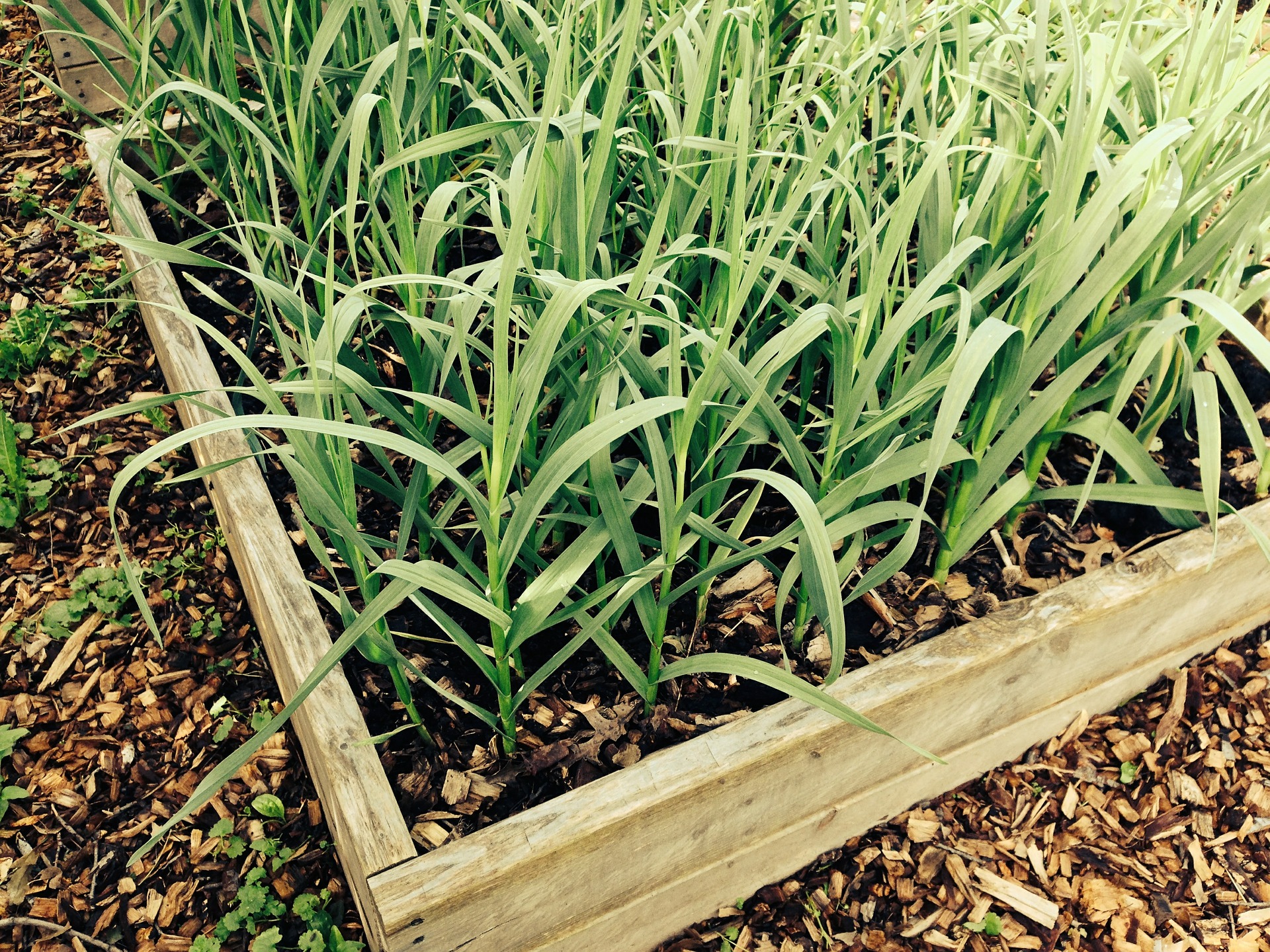 Garlic Growing UK