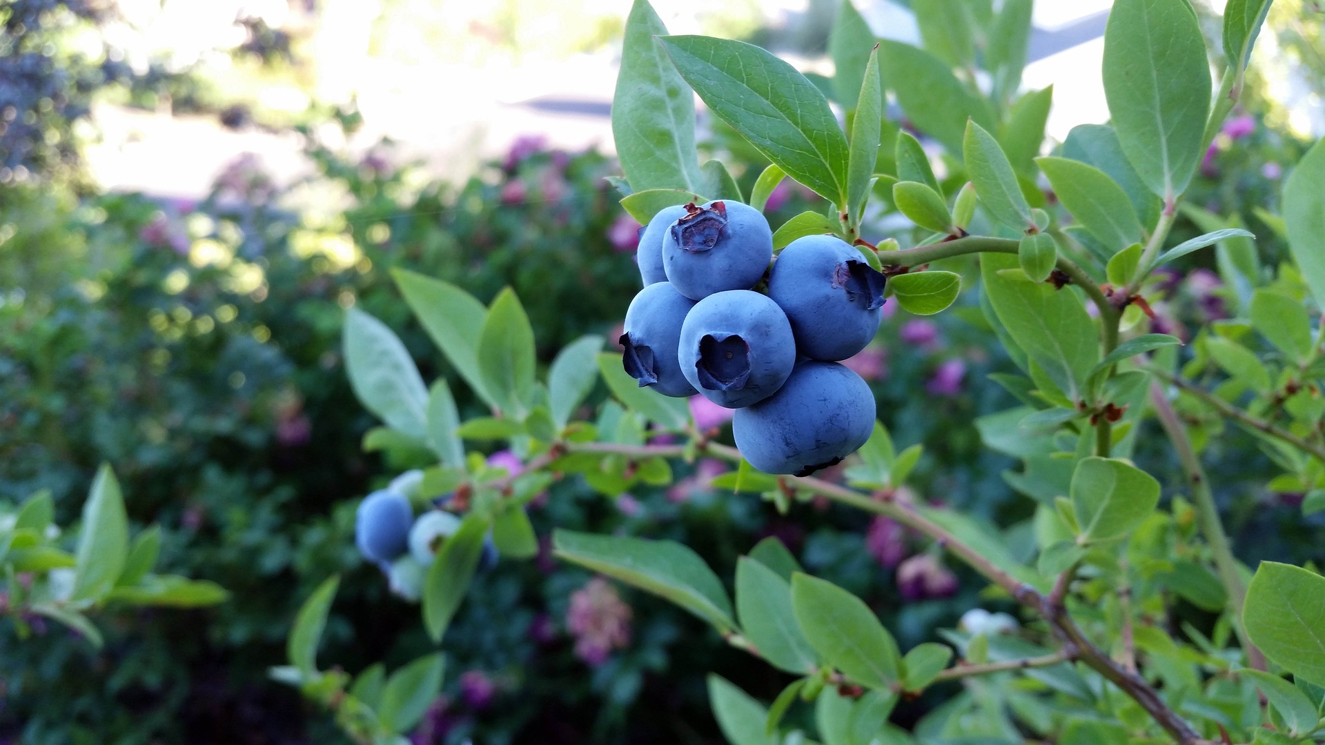 Blueberries uk grow guide