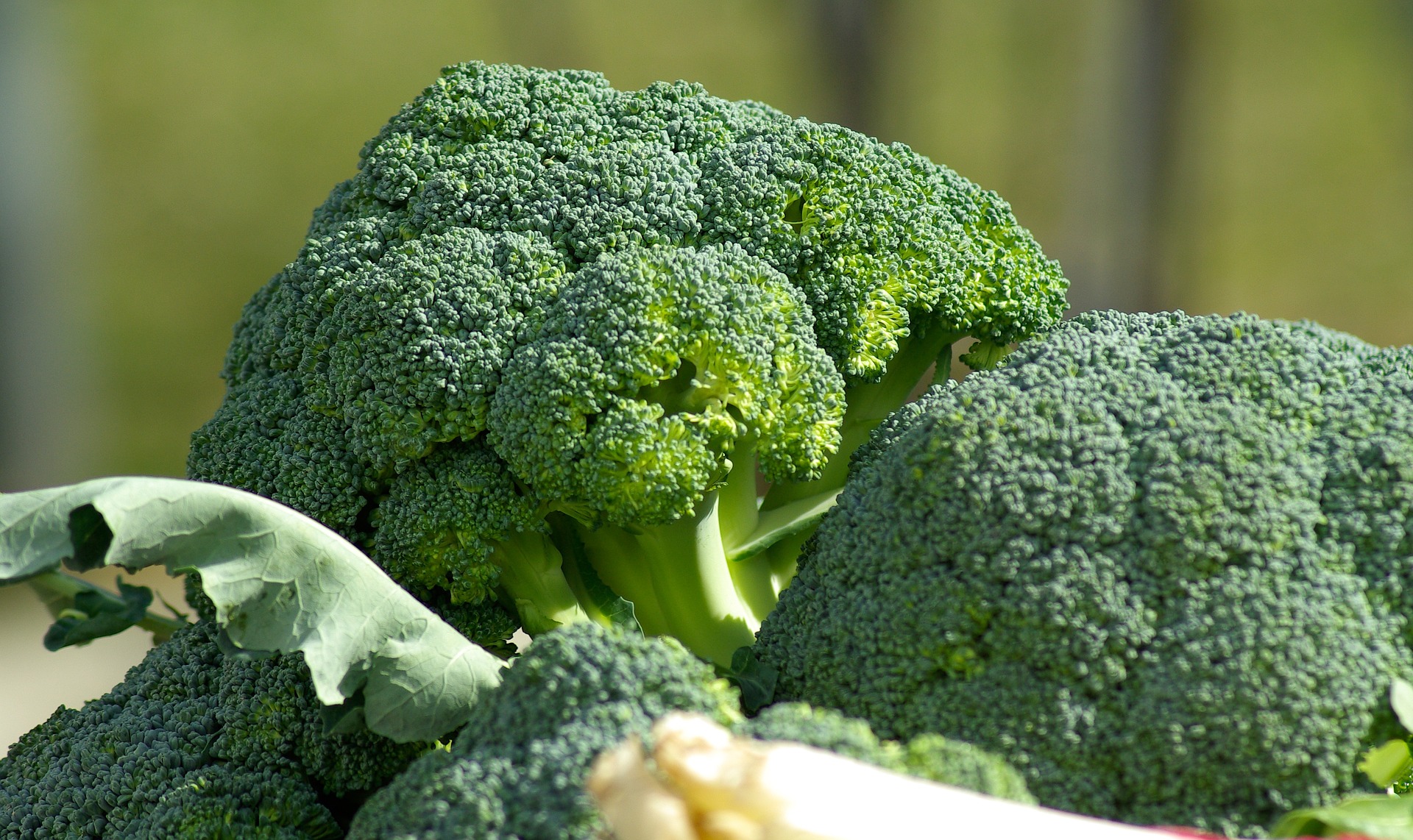Grow broccoli in UK