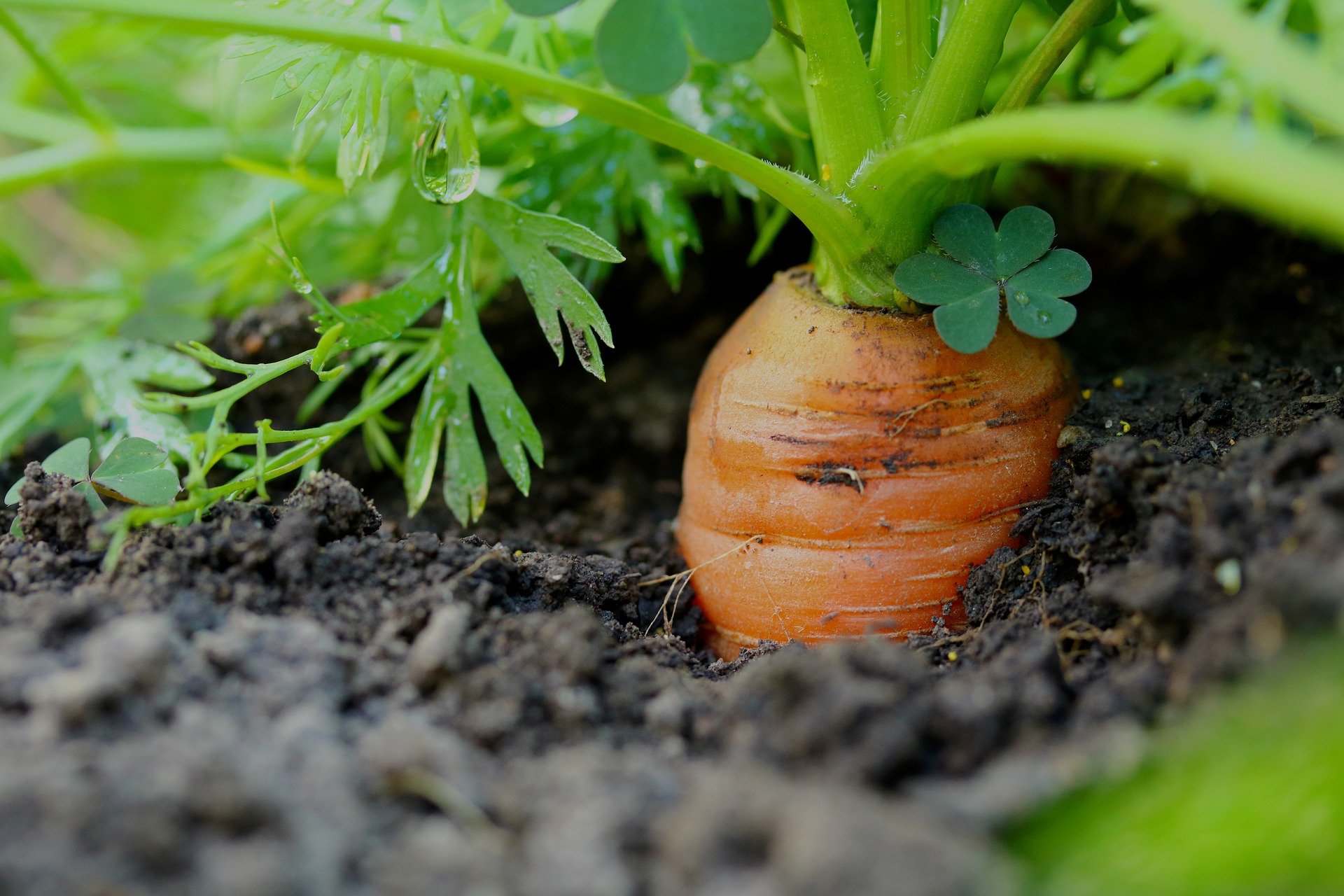Grow carrots in UK 