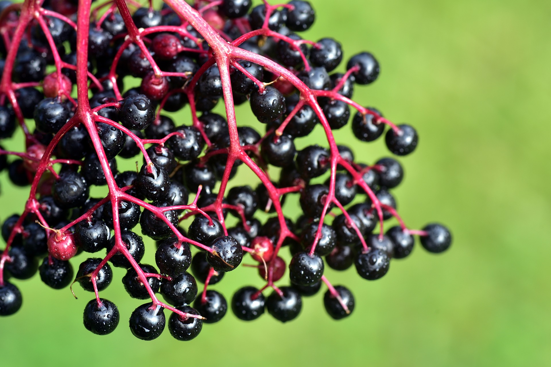 How to grow Elderberry in Britain