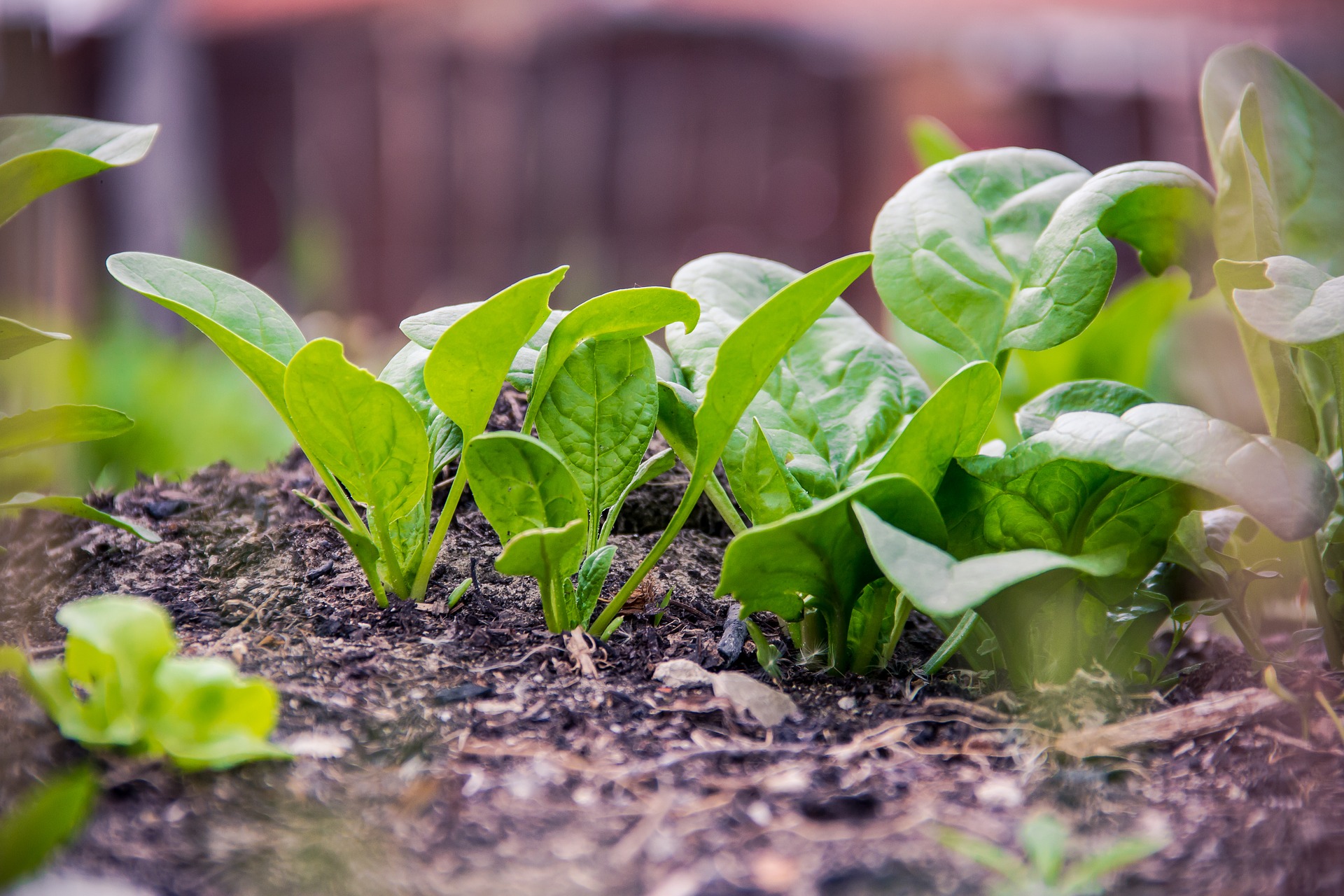 How to grow your own spinach