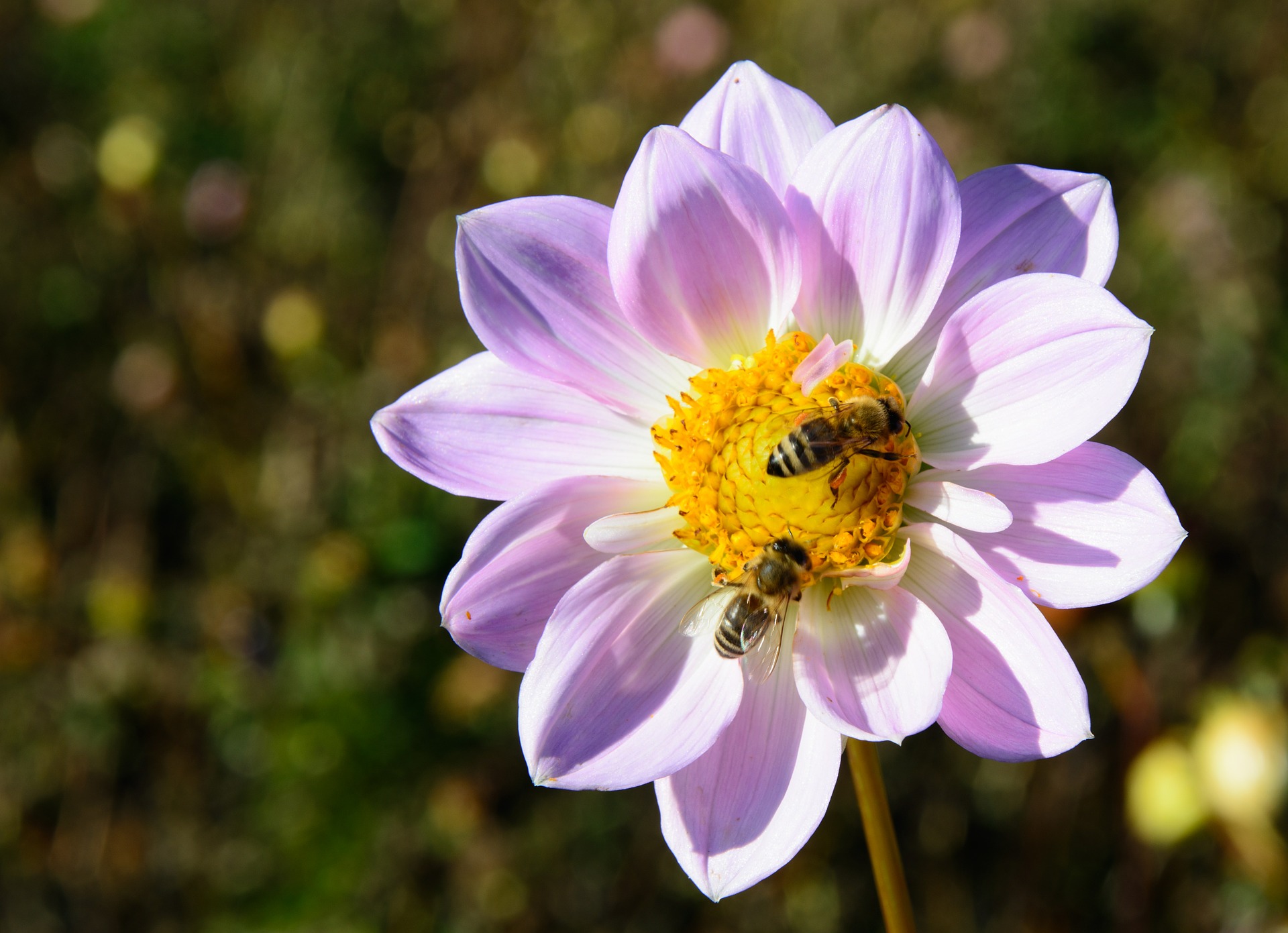 Insect-friendly plants and flowers in UK gardens this year. 