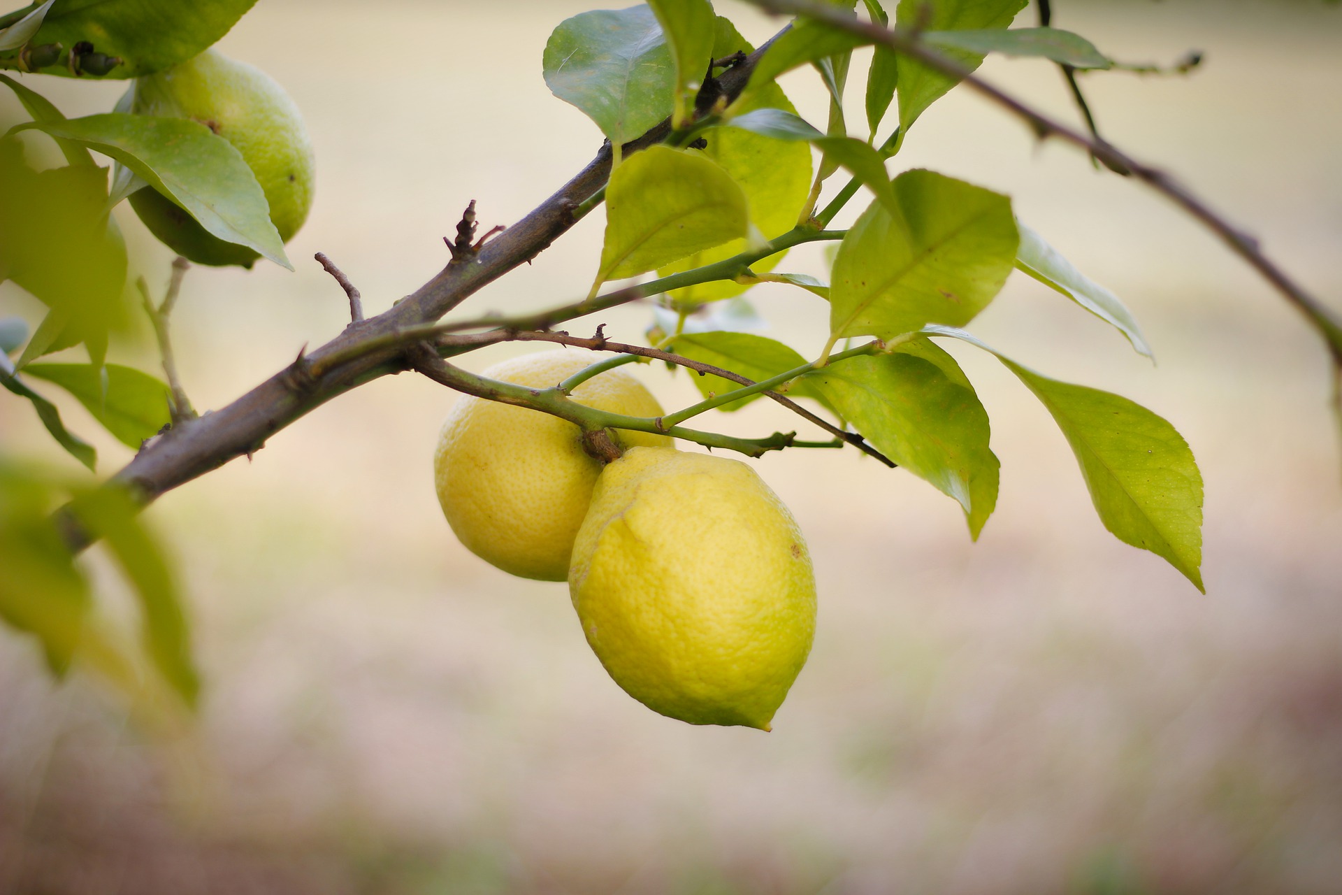 Lemons growing guide