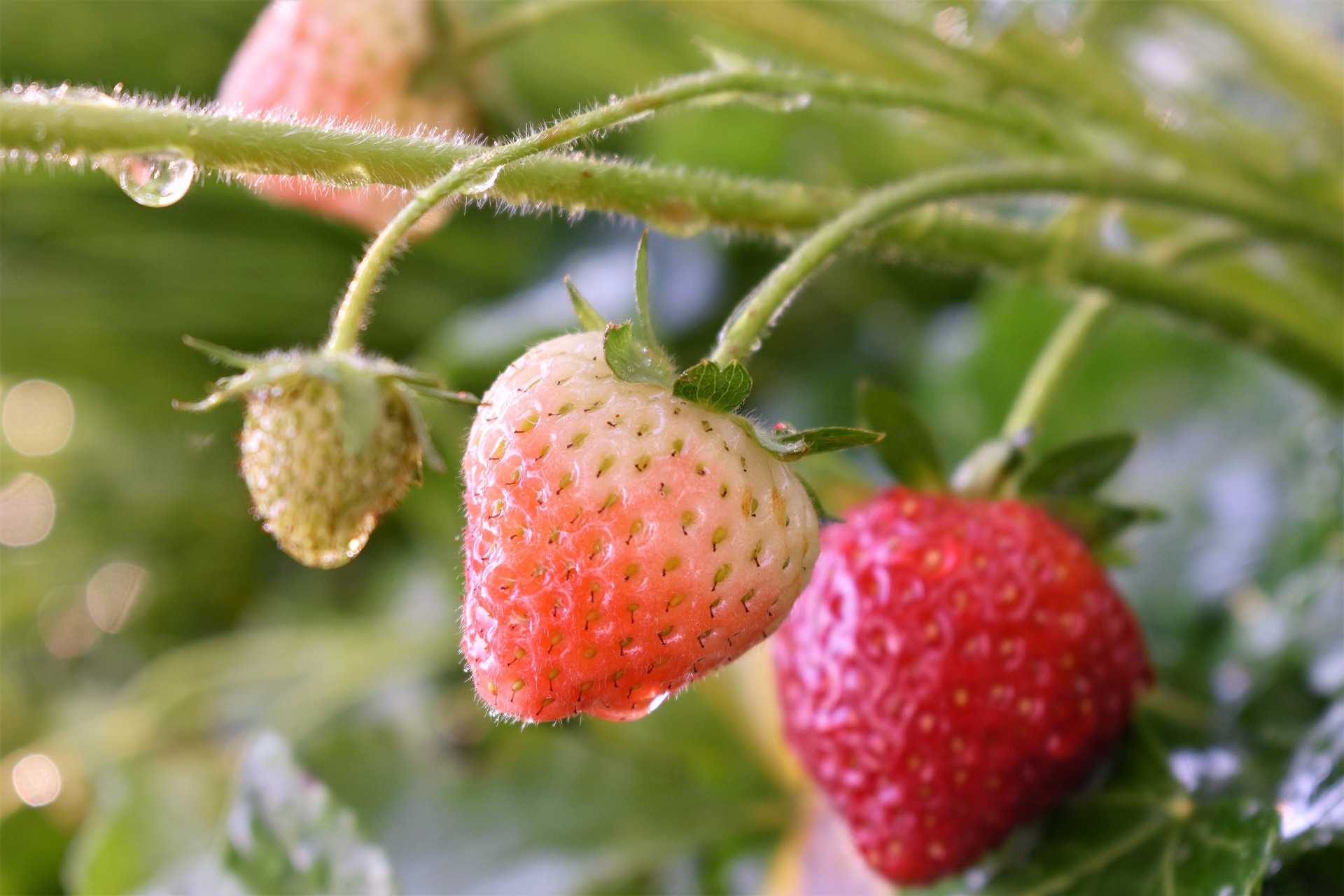 British home grown strawberries