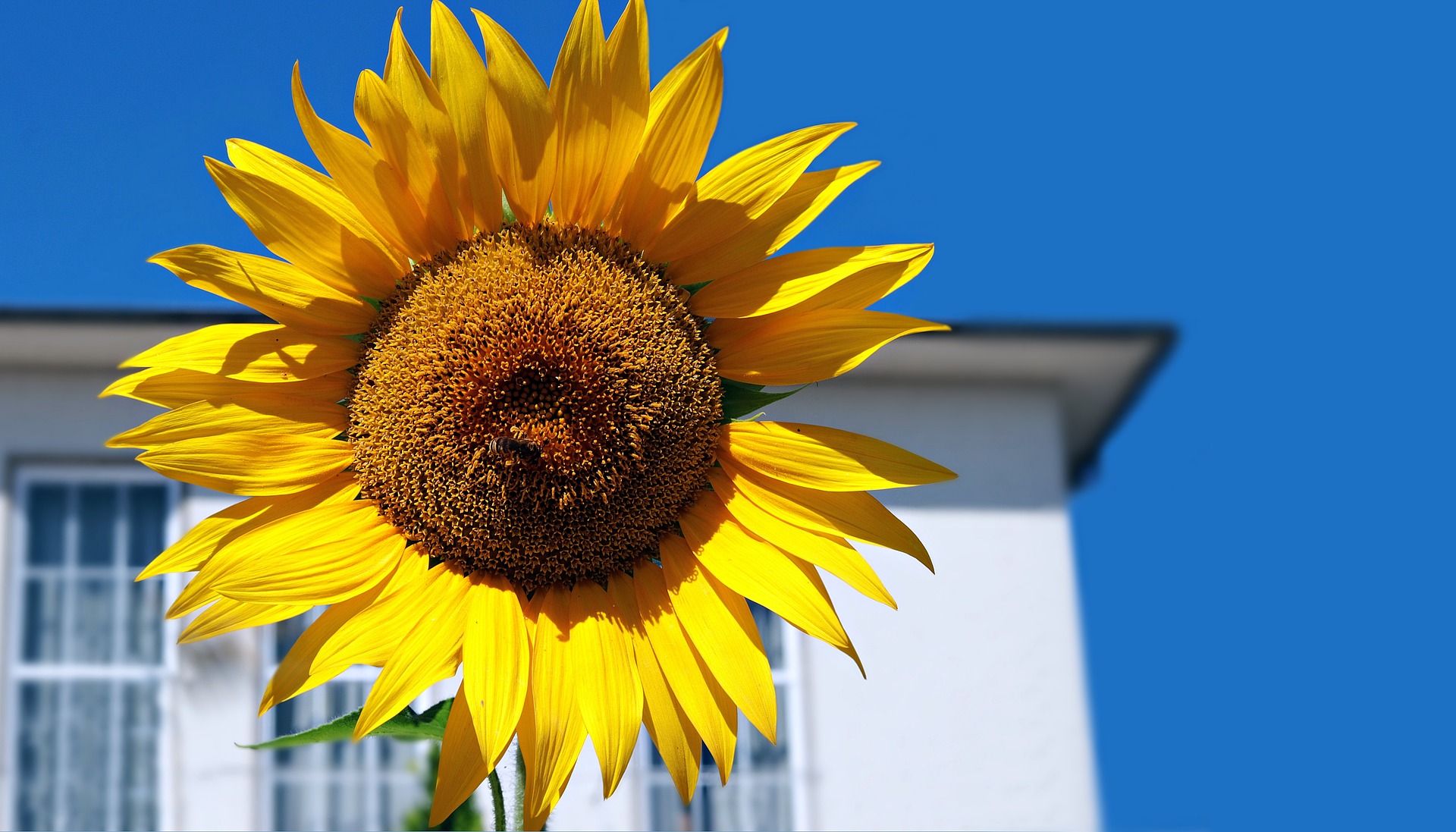 Sunflower grow in your home