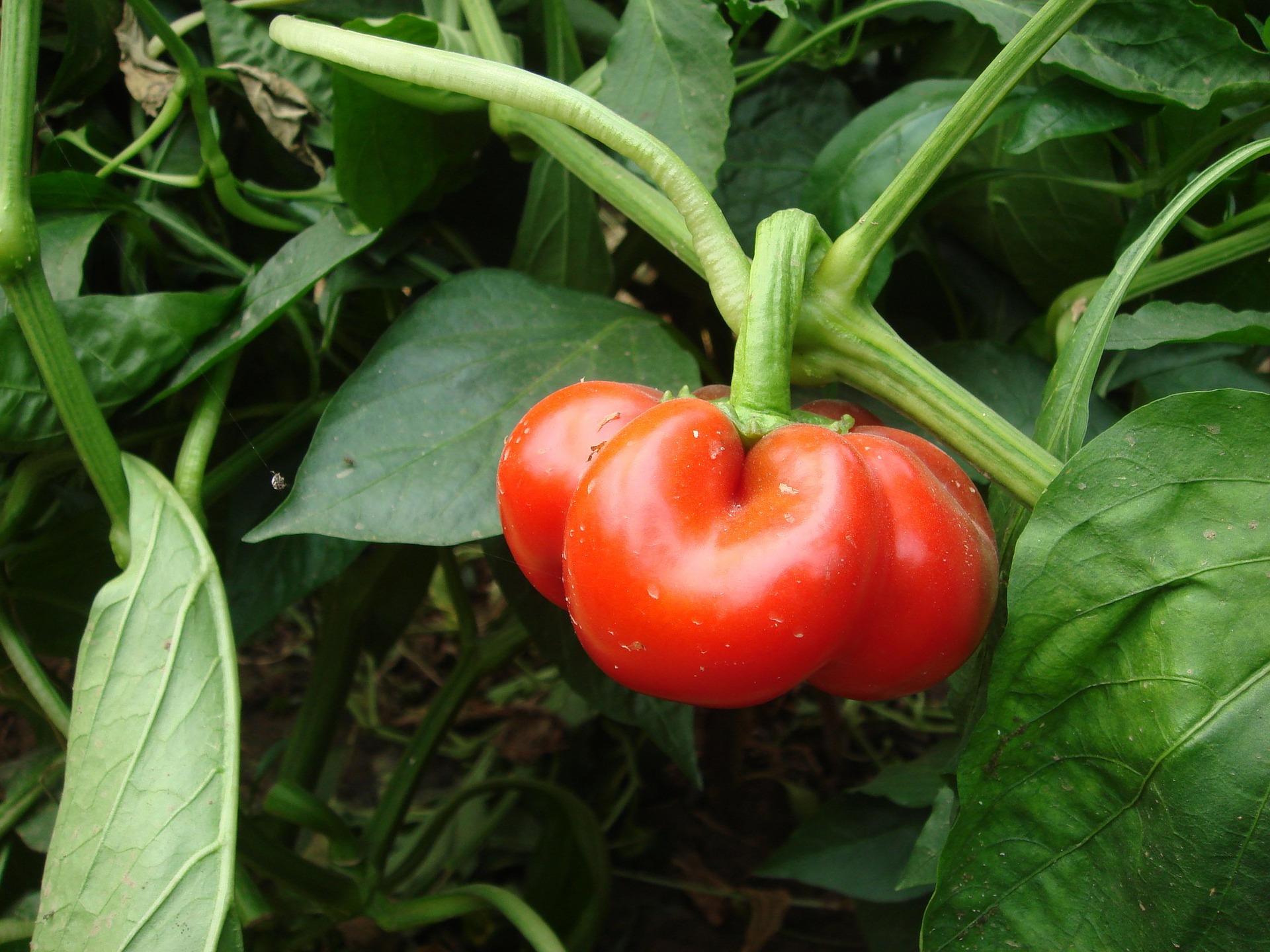 UK grow guide for red bell peppers