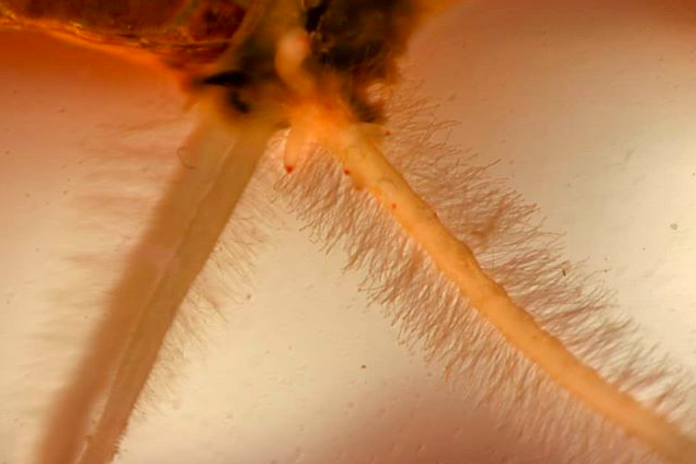 A plant with new root hairs