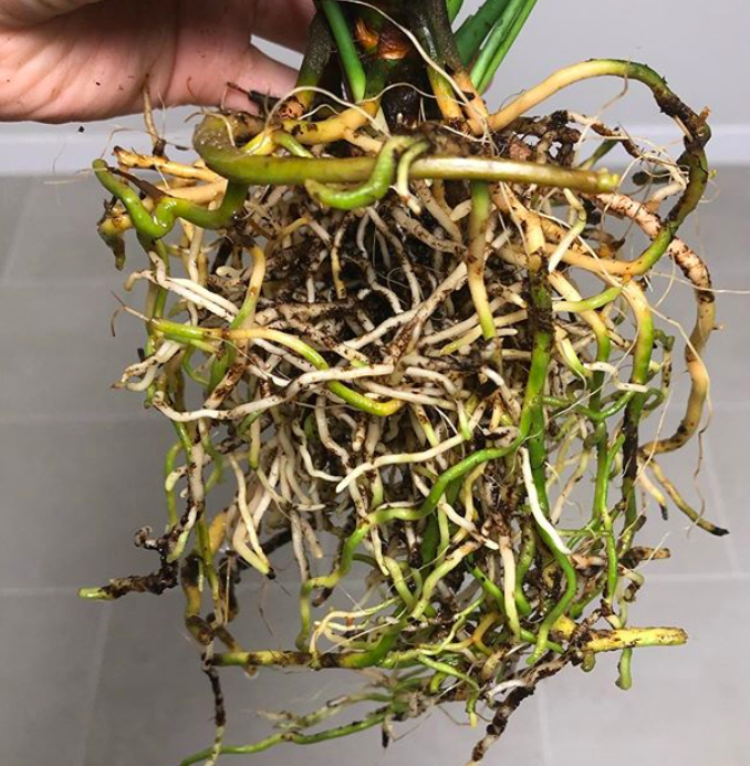 A plant with root rot - can CANNAZYM help?