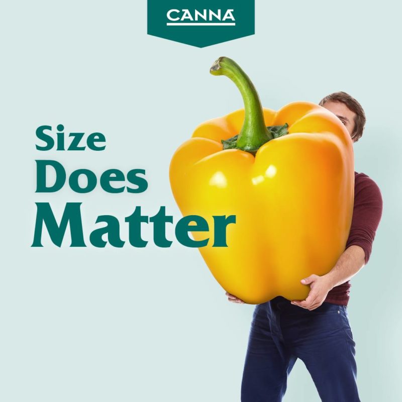 Canna boost works by boosting plants' metabolism.  