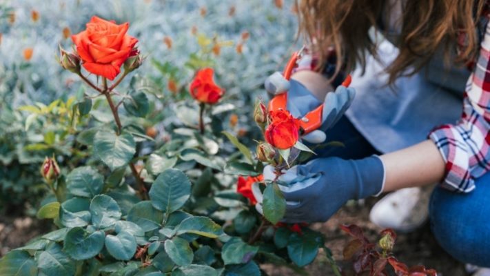 how-to-care-for-roses