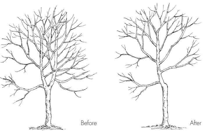 Before and after tree cleaning