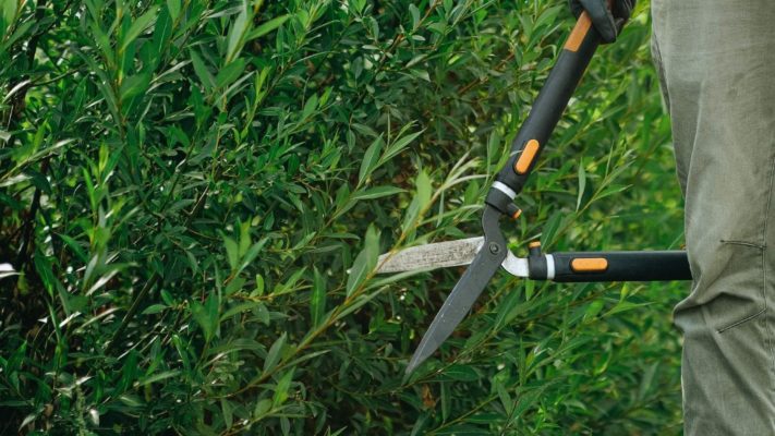 September guide to pruning
