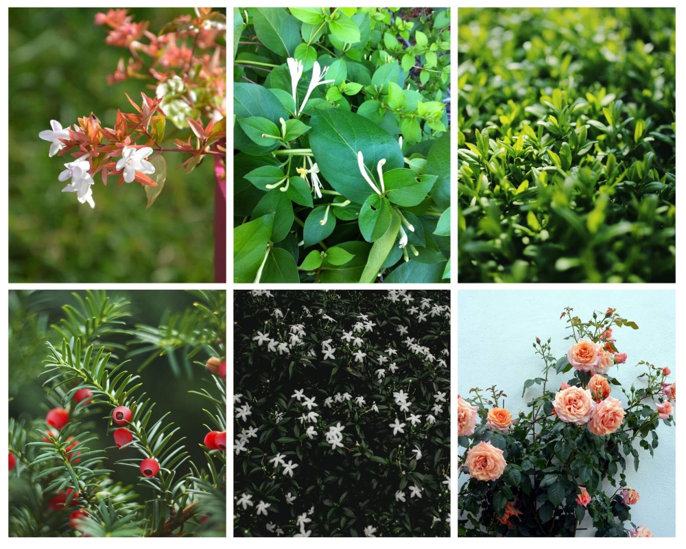 Evergreen shrubs - Abelia, Shrubby Honeysuckle, Privet, English Yew, Common Jasmine, Common Honeysuckle, Climbing Roses