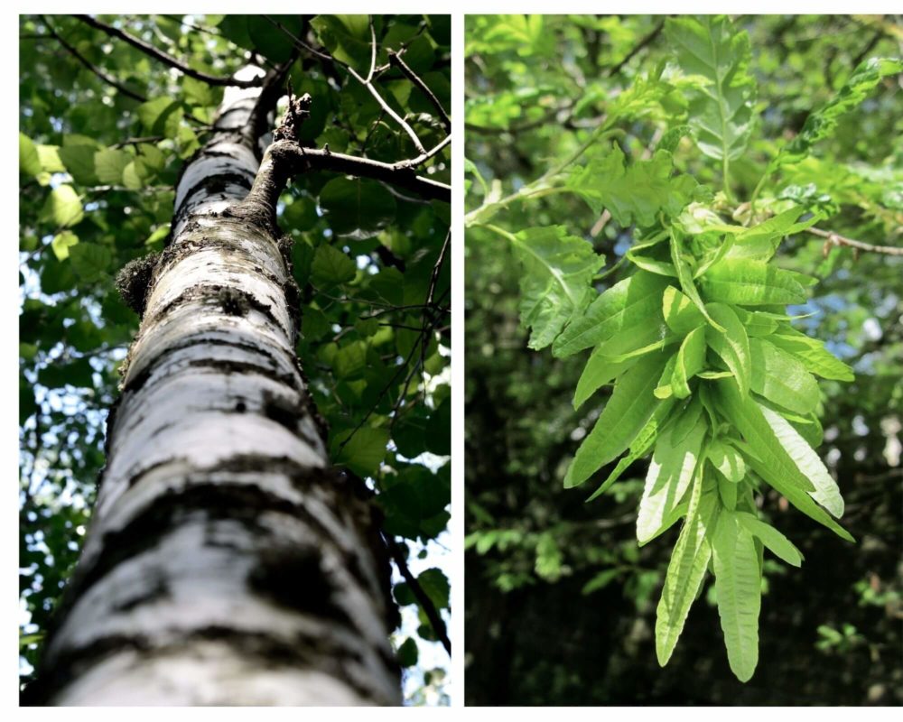 Birch and Hornbeam Tree