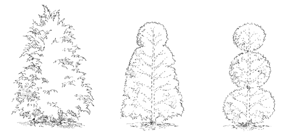 Illustrated guide of tree shaping