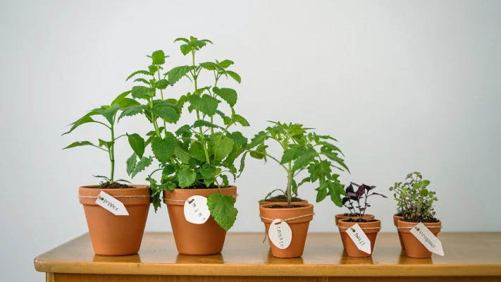 growing-herbs-indoors