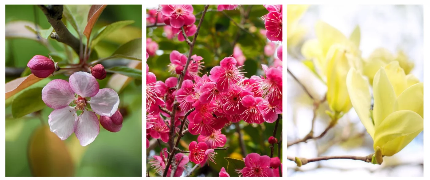 Crab apple, Japanese apricot, and Magnolia daphne 
