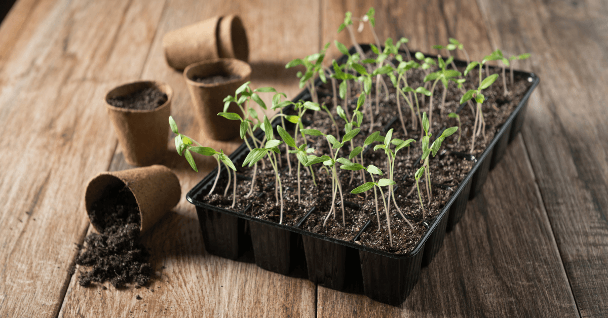 Transplant seedlings: how to keep them growing