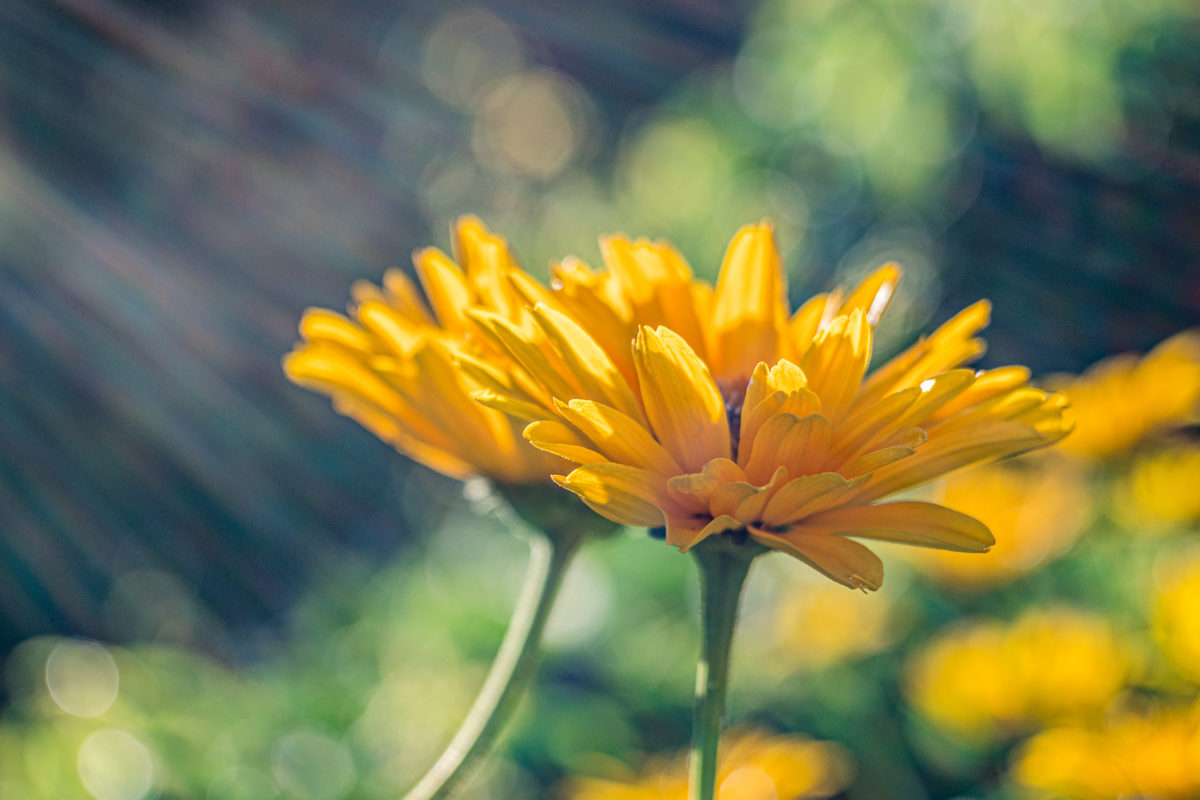 A selective focus shot of two yellow marigold flowers